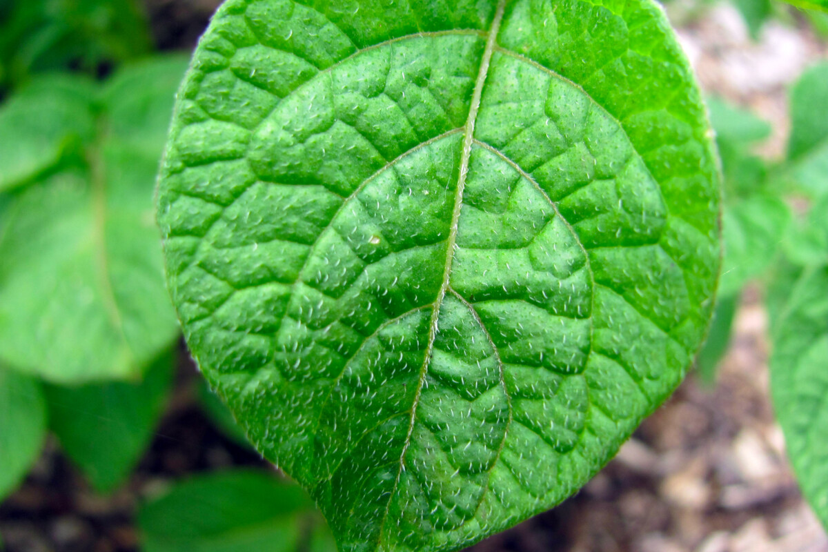 Fuzzy leaf