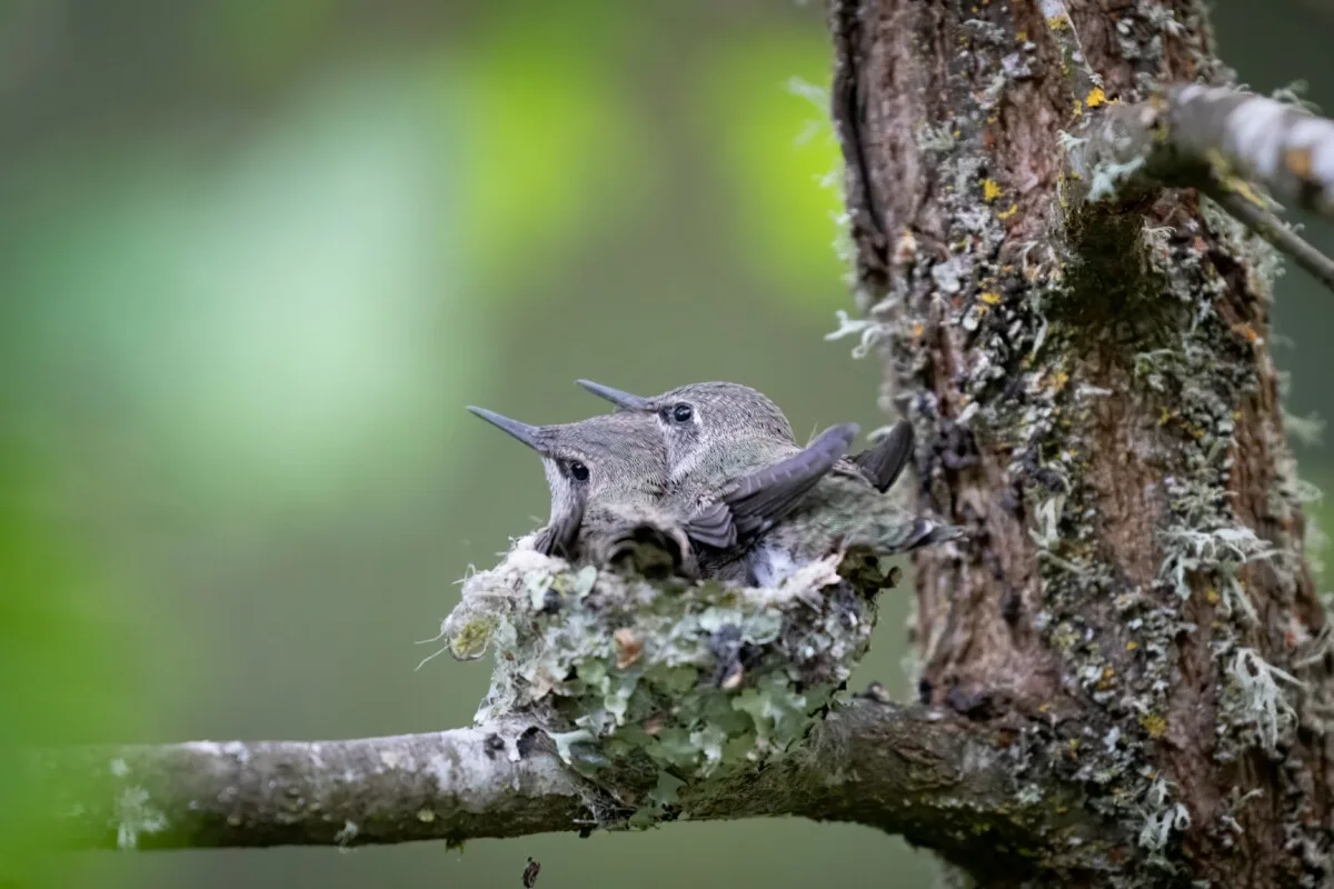 two fledgling hummingbirds in nest