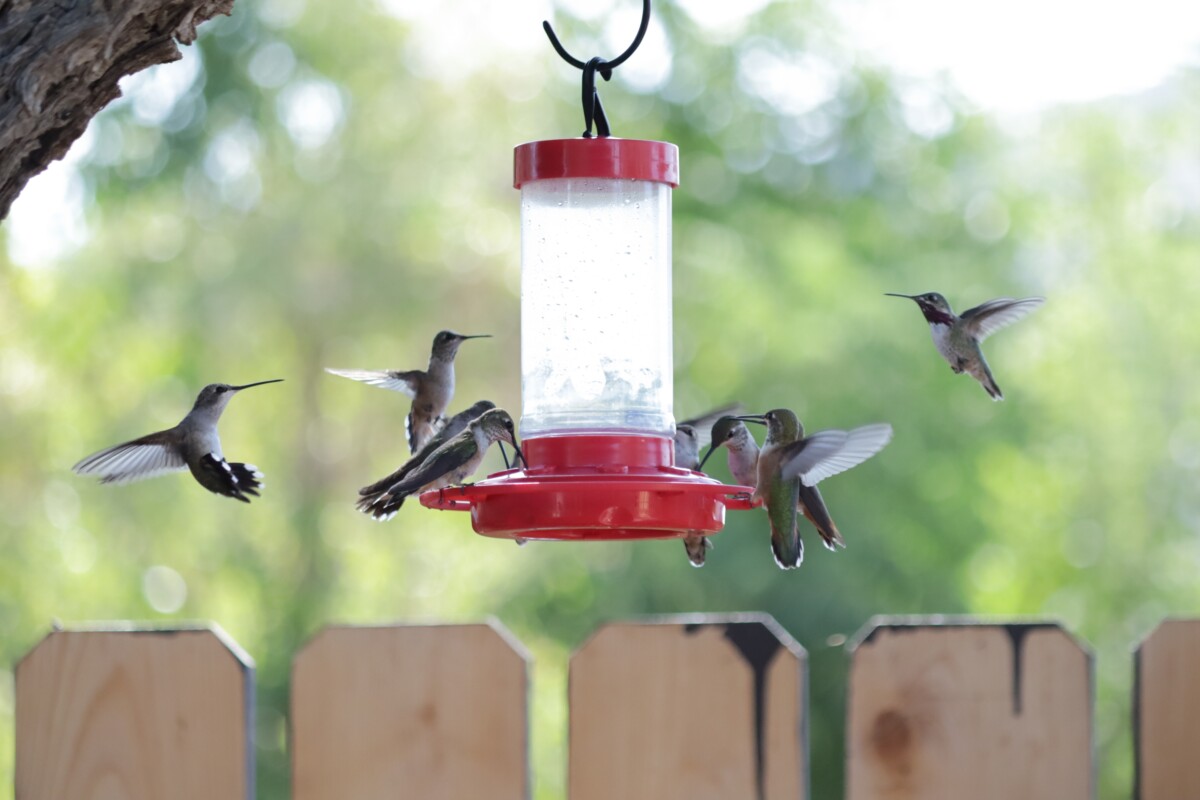 Hummingbirds around a feeder