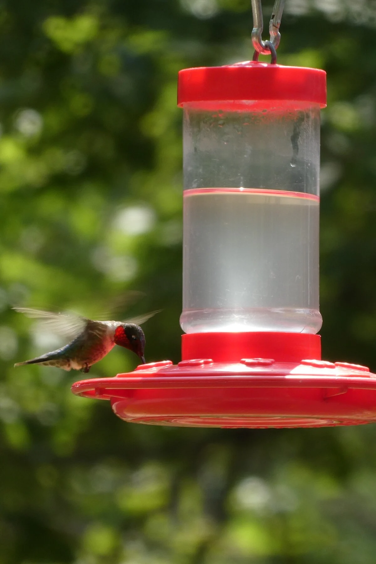 hummingbird feeder with cloudy nectar