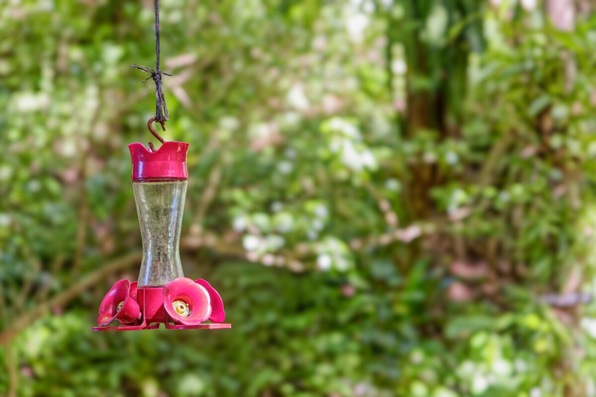 empty hummingbird feeder