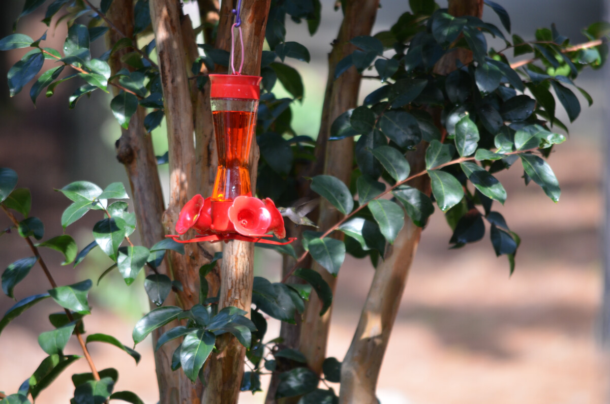 hummingbird feeder in bushes