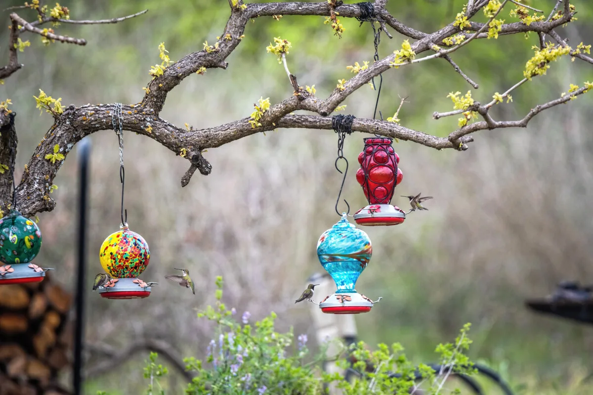 multiple hummingbird feeders hanging in a tree