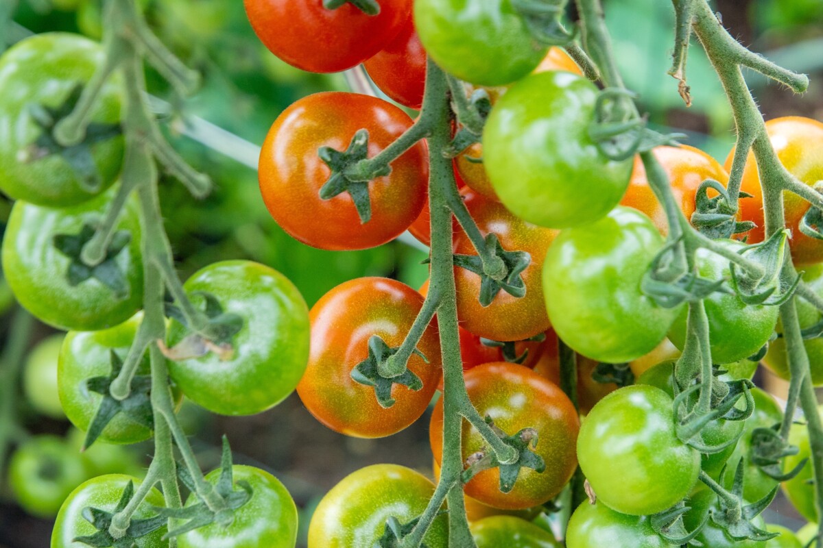 Cherry tomatoes ripening on the vine