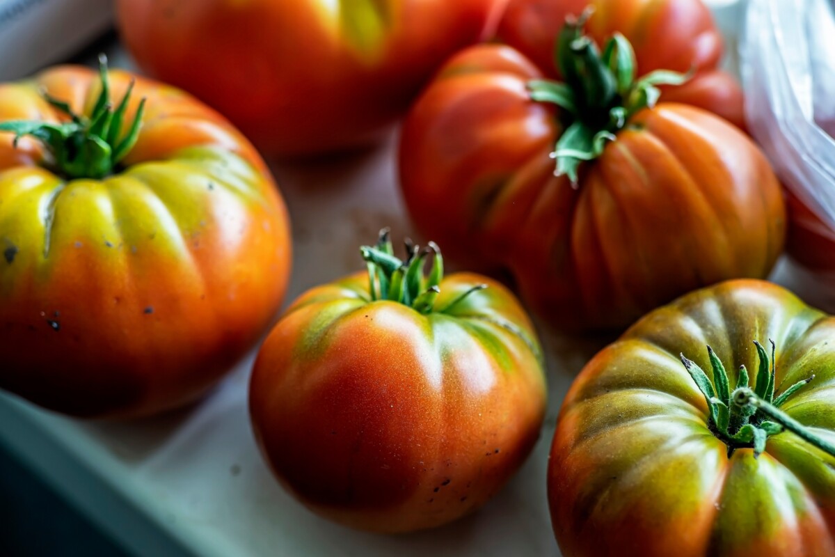 Tomatoes picked at breaker stage