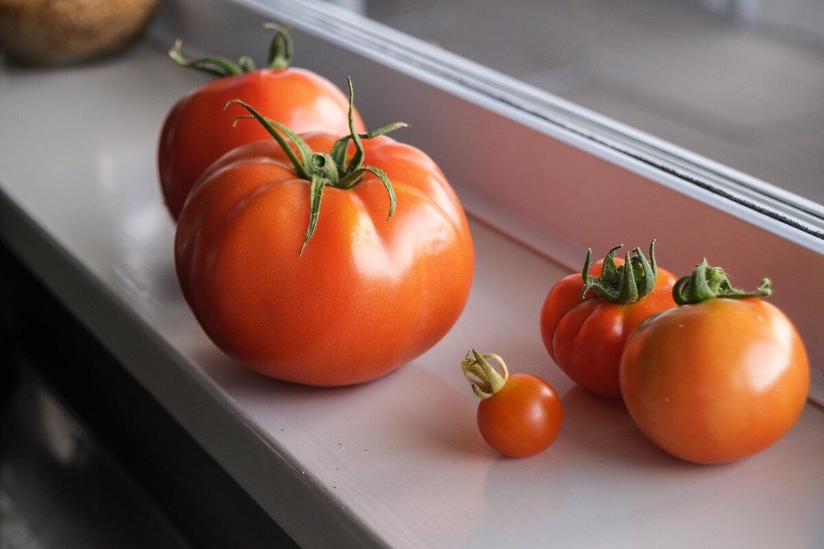 Tomatoes ripening on a windowsill