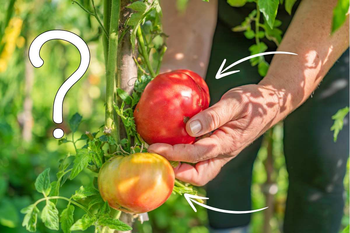 Woman picking a ripe tomato off the vine