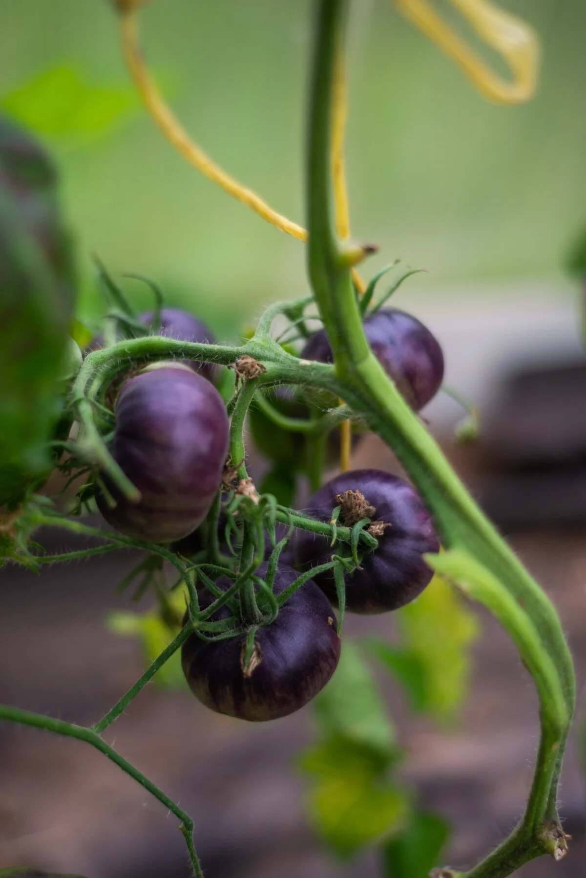 Purple tomatoes