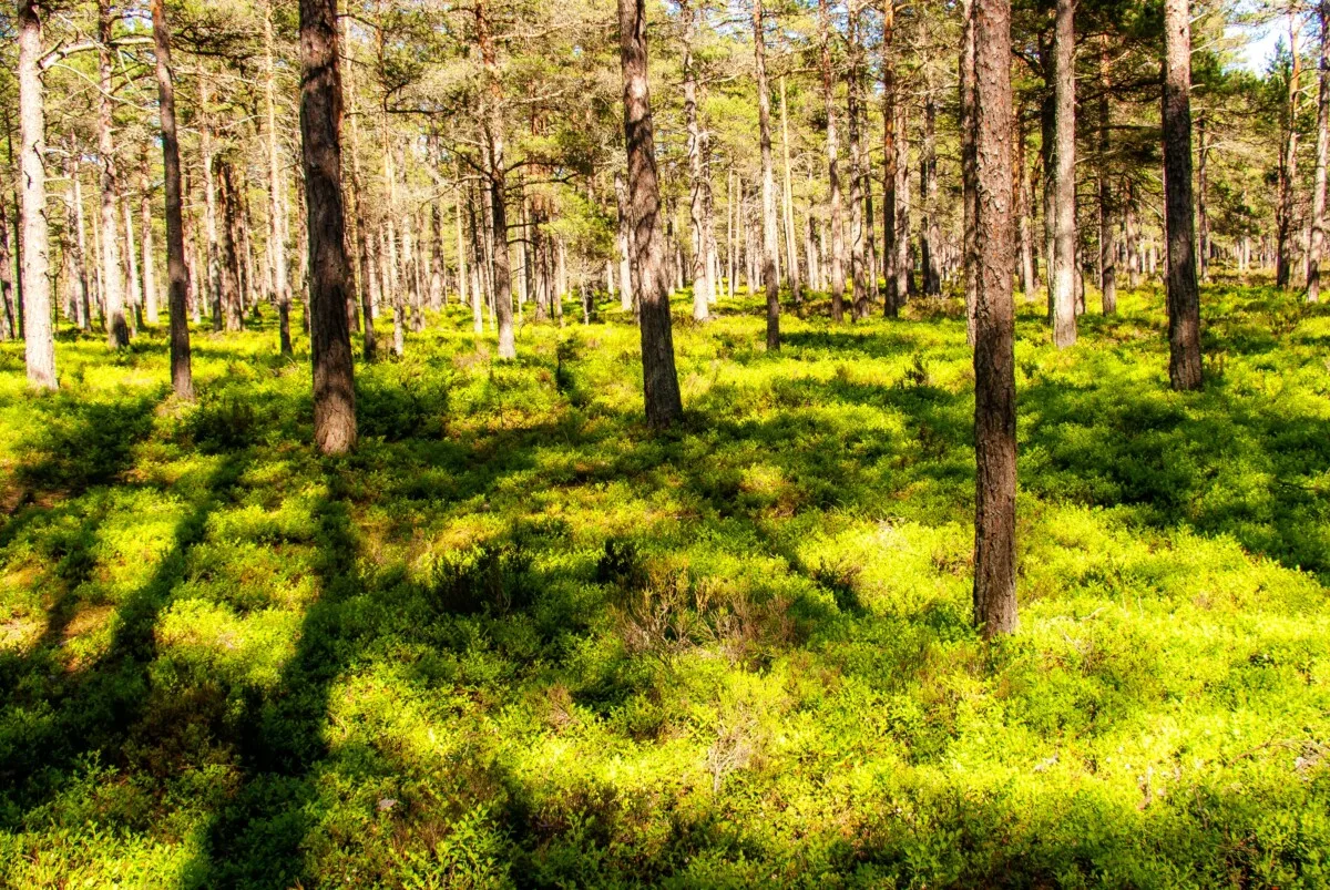 Forest floor covered in wild blueberries.