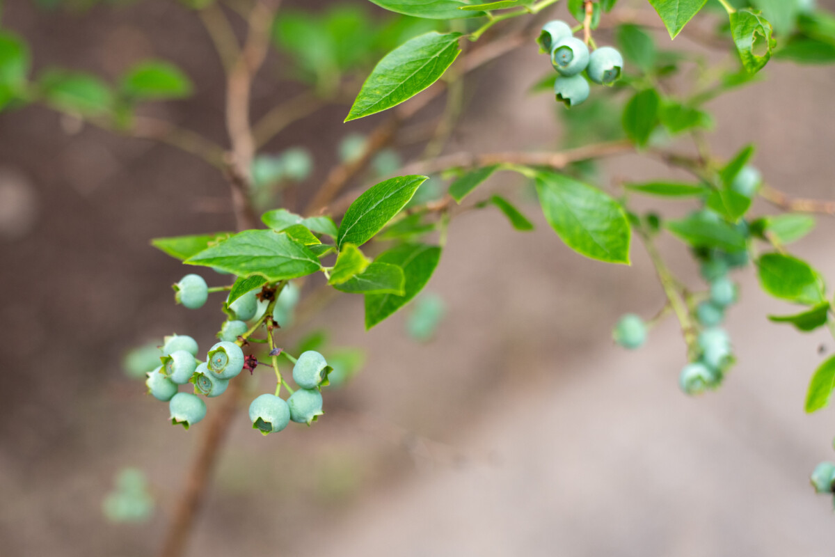 Green unripe blueberries