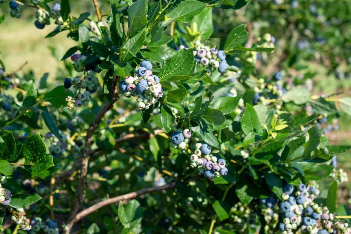 High bush blueberry