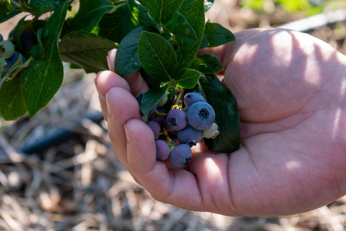 Man's hand holding blueberries growing on a bush