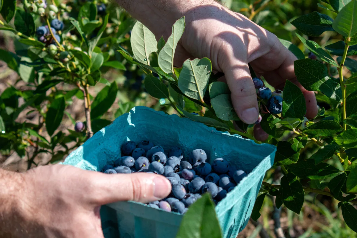 hand holding a box of blueberries next to a blueberry bush