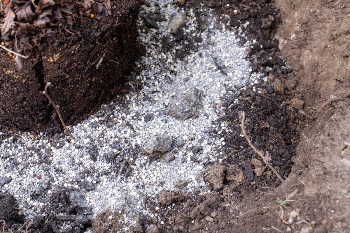 Compost and elemental sulfur in the hole of a blueberry bush being planted