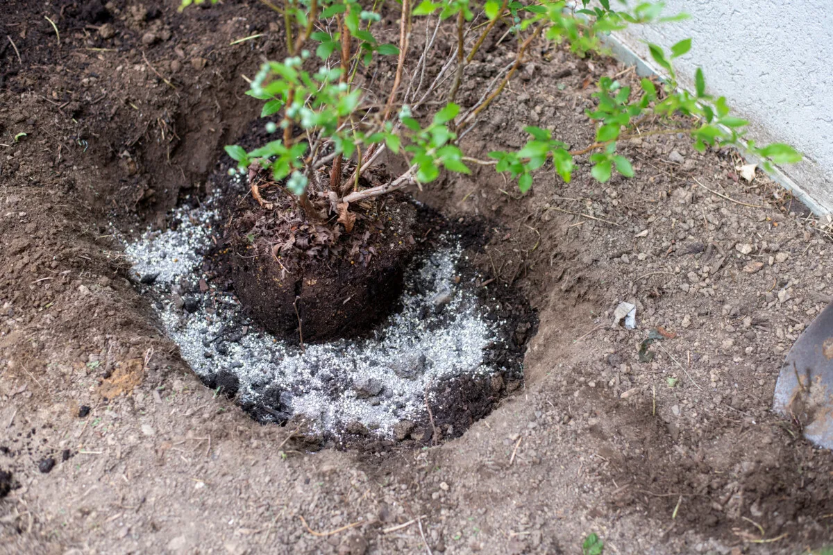 Planting a blueberry bush