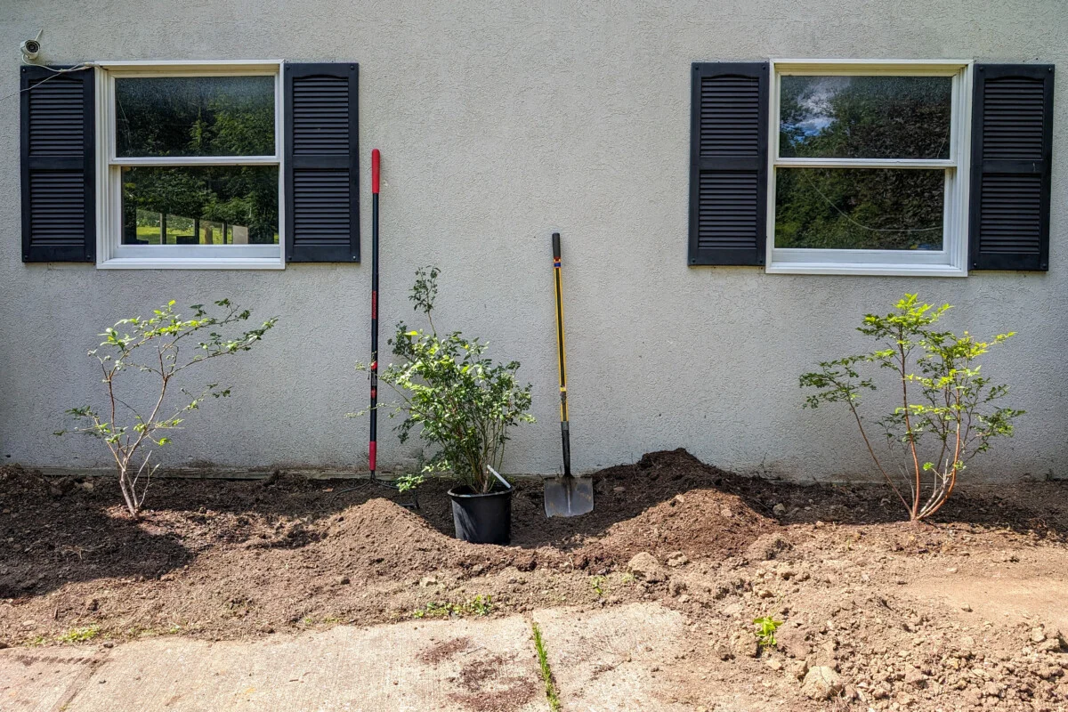 Three blueberry bushes in front of a house.