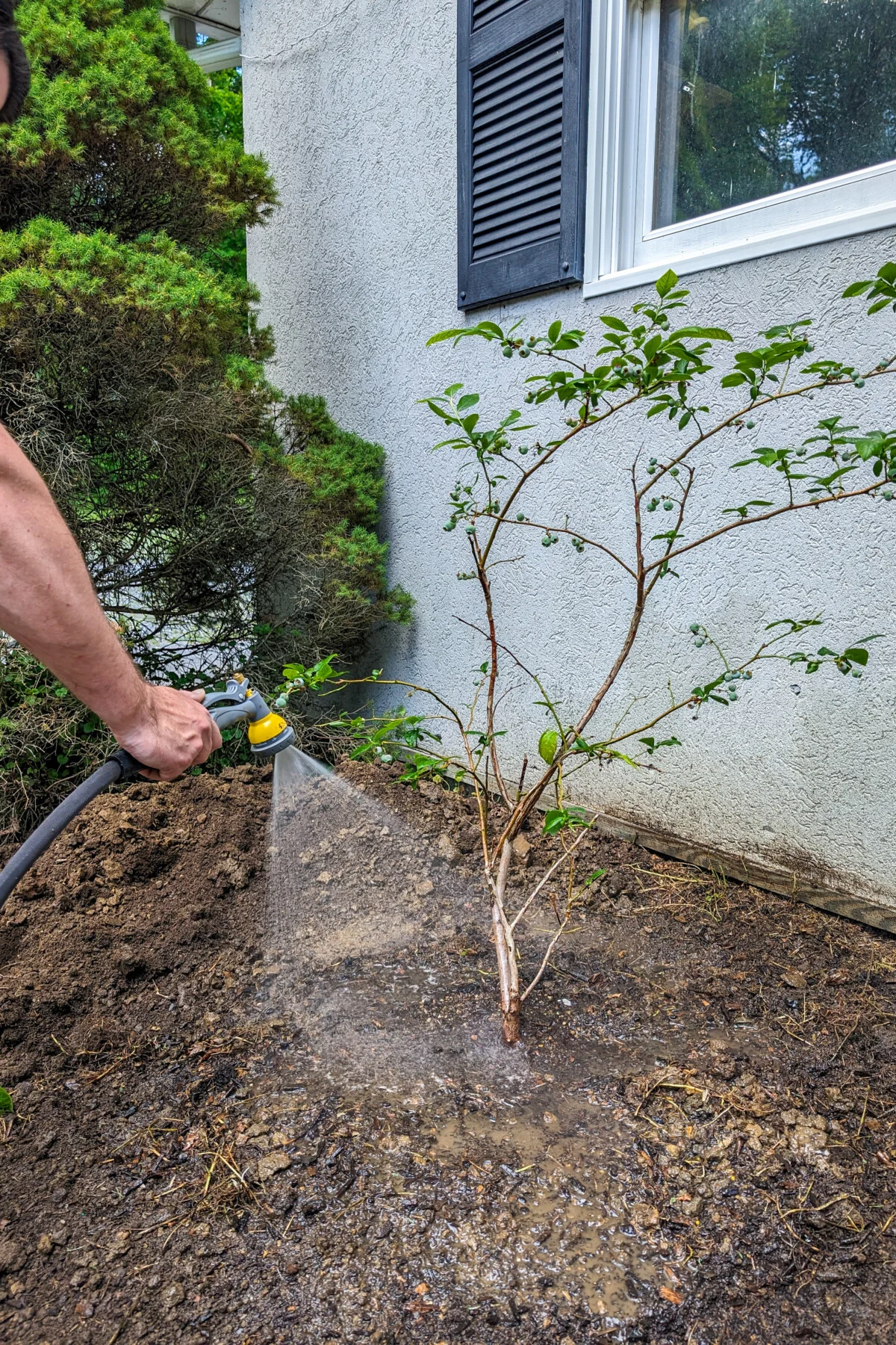 Man's hand holding a hose and watering a blueberry plant