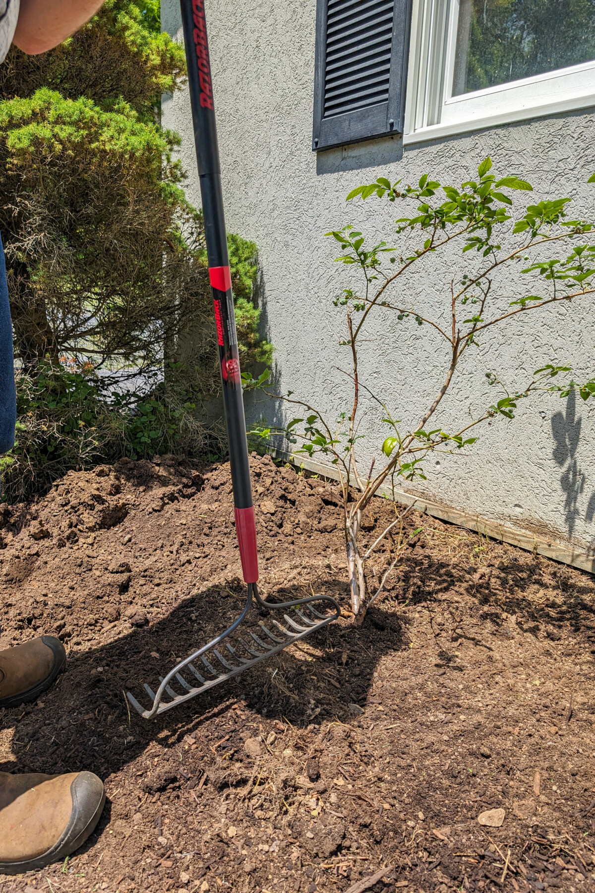 Garden rake being used to tamp down the soil around a blueberry bush.