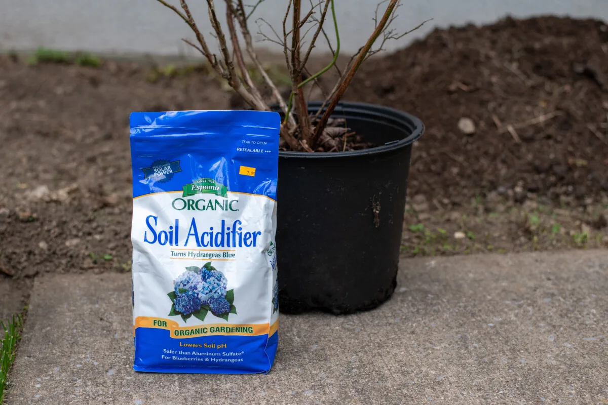 A bag of soil acidifier next to a potted blueberry bush.