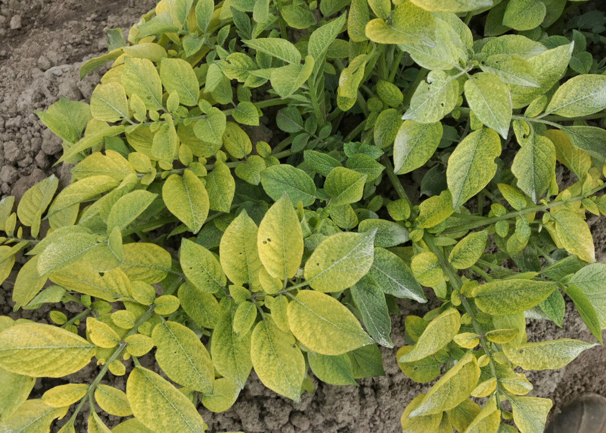 Yellowing potato leaves