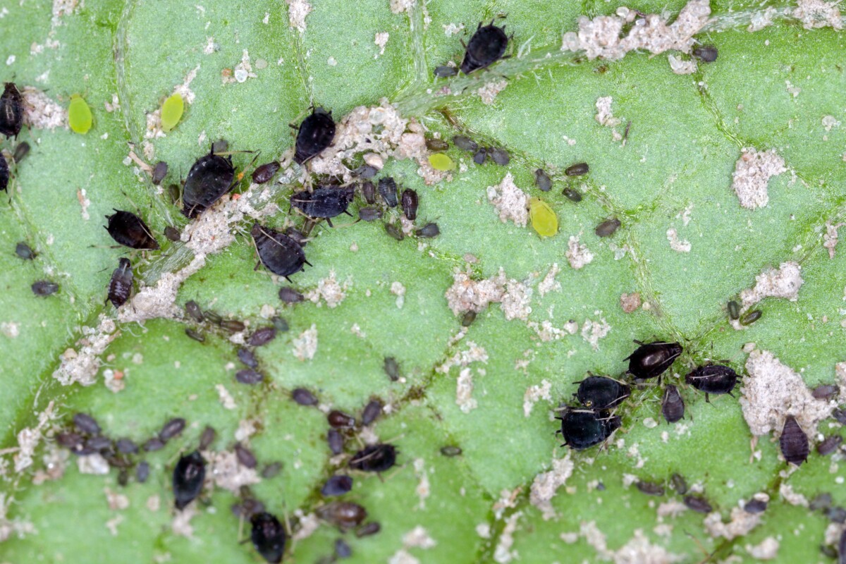 Aphids on a potato leaf