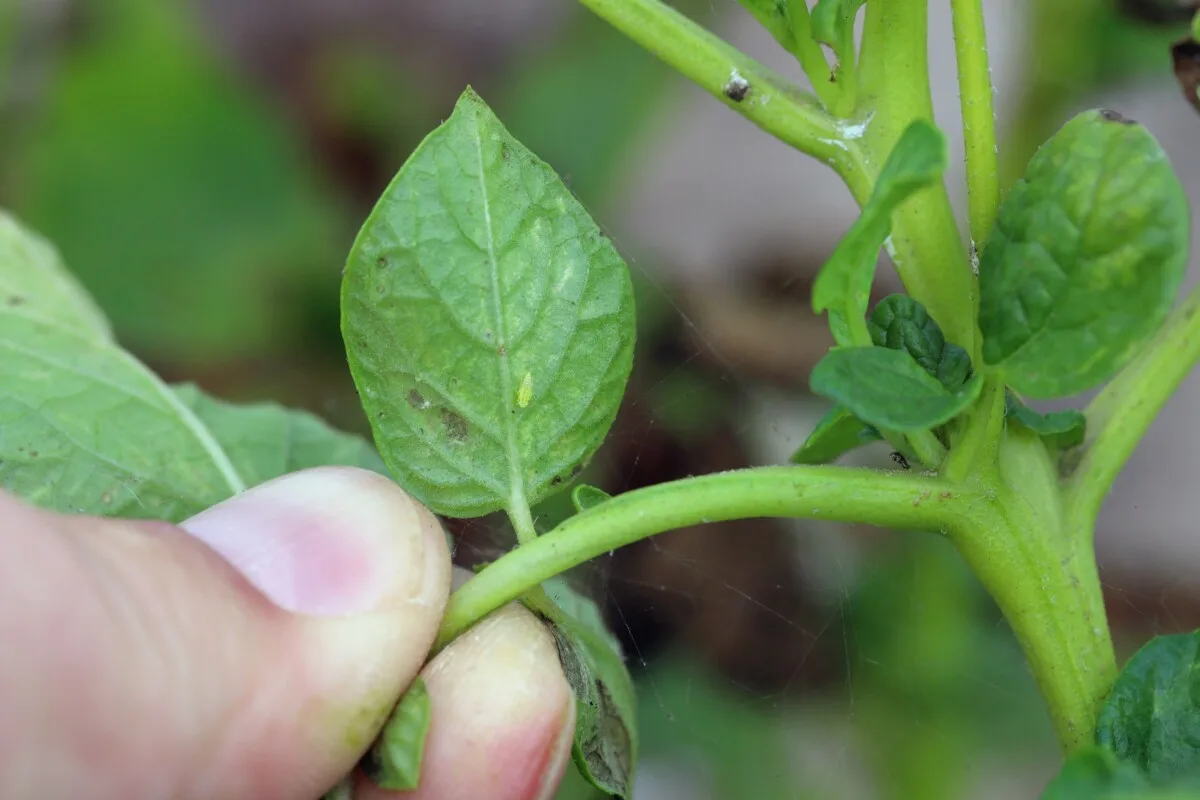 Potato leaf with a potato leafhopper