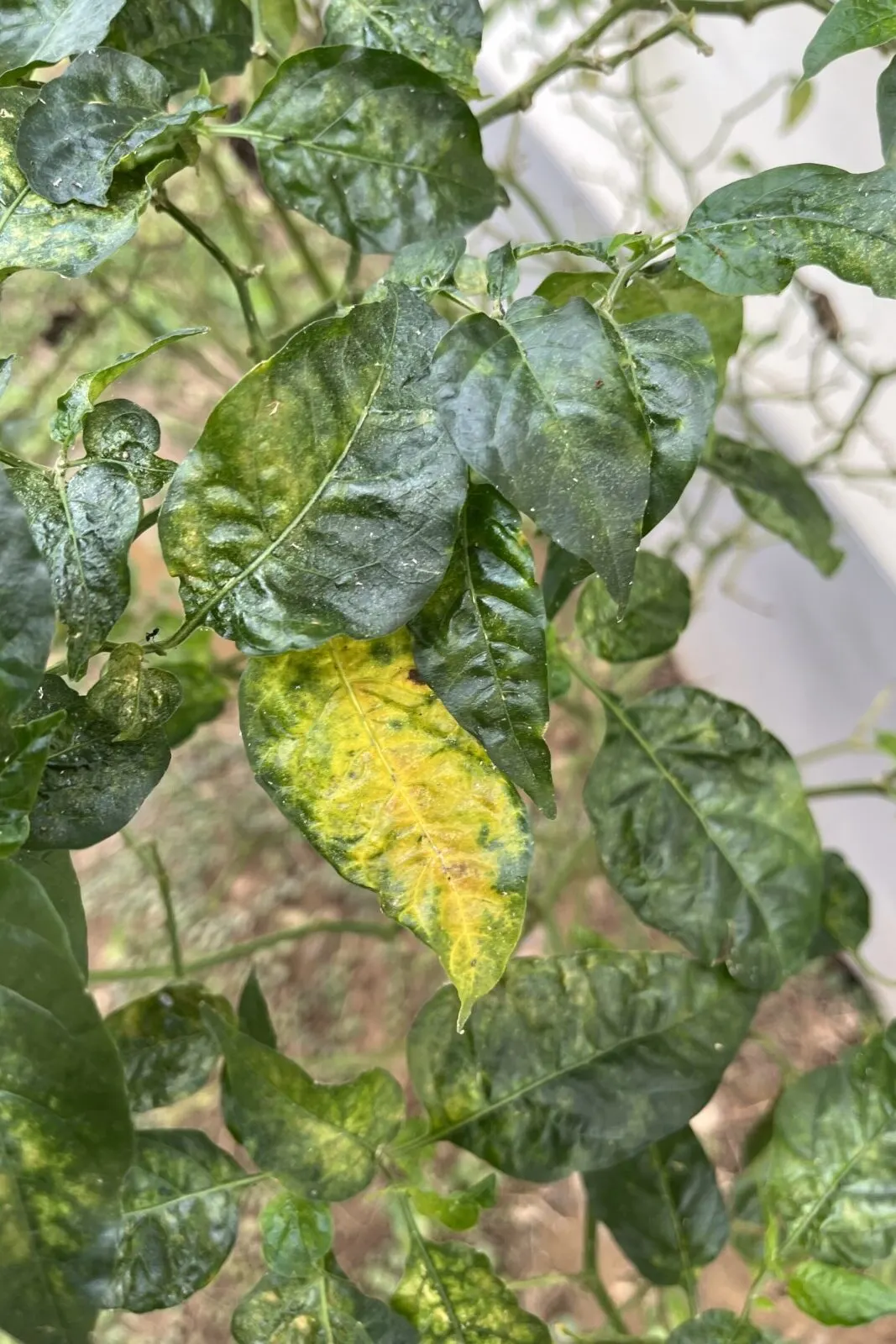 Yellowing leaves of a potato plant