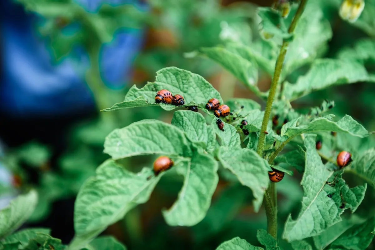 Colorado potato beetle larvae on a potato plant