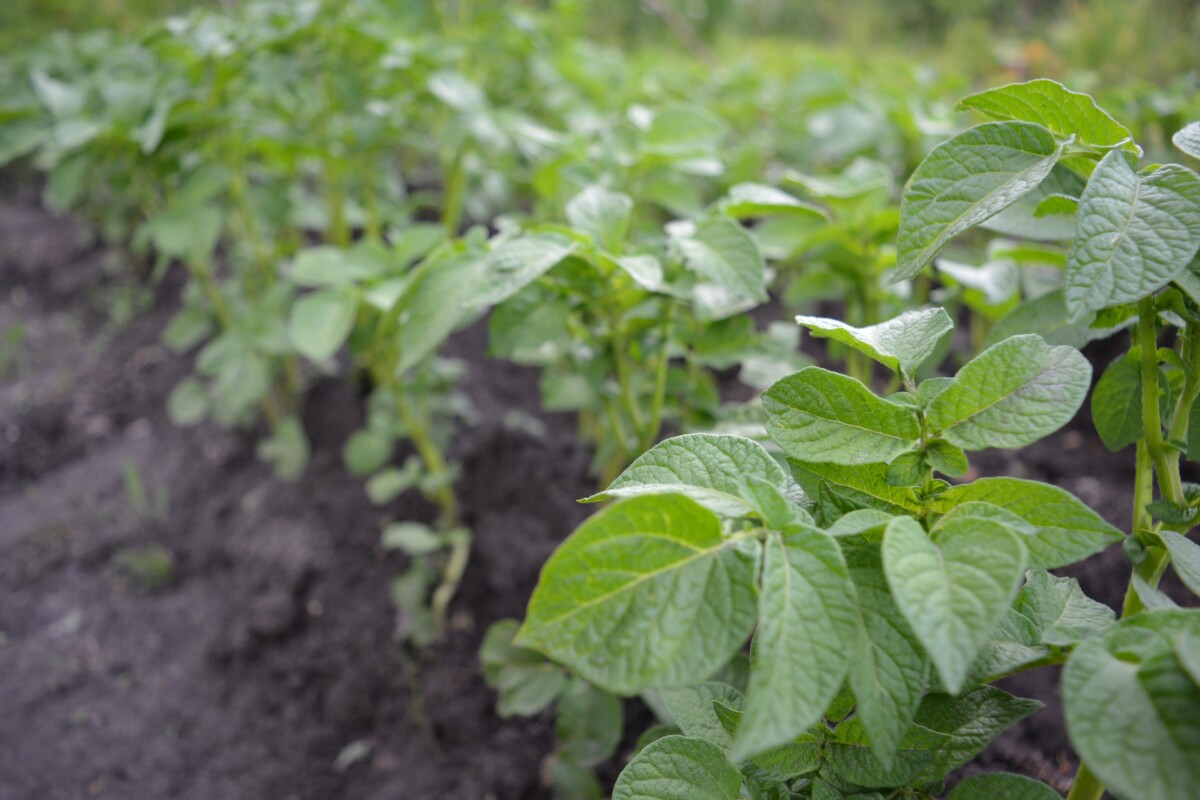 Potato plants