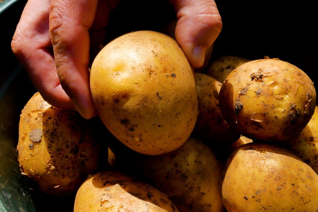 Hand holding a newly harvested potato