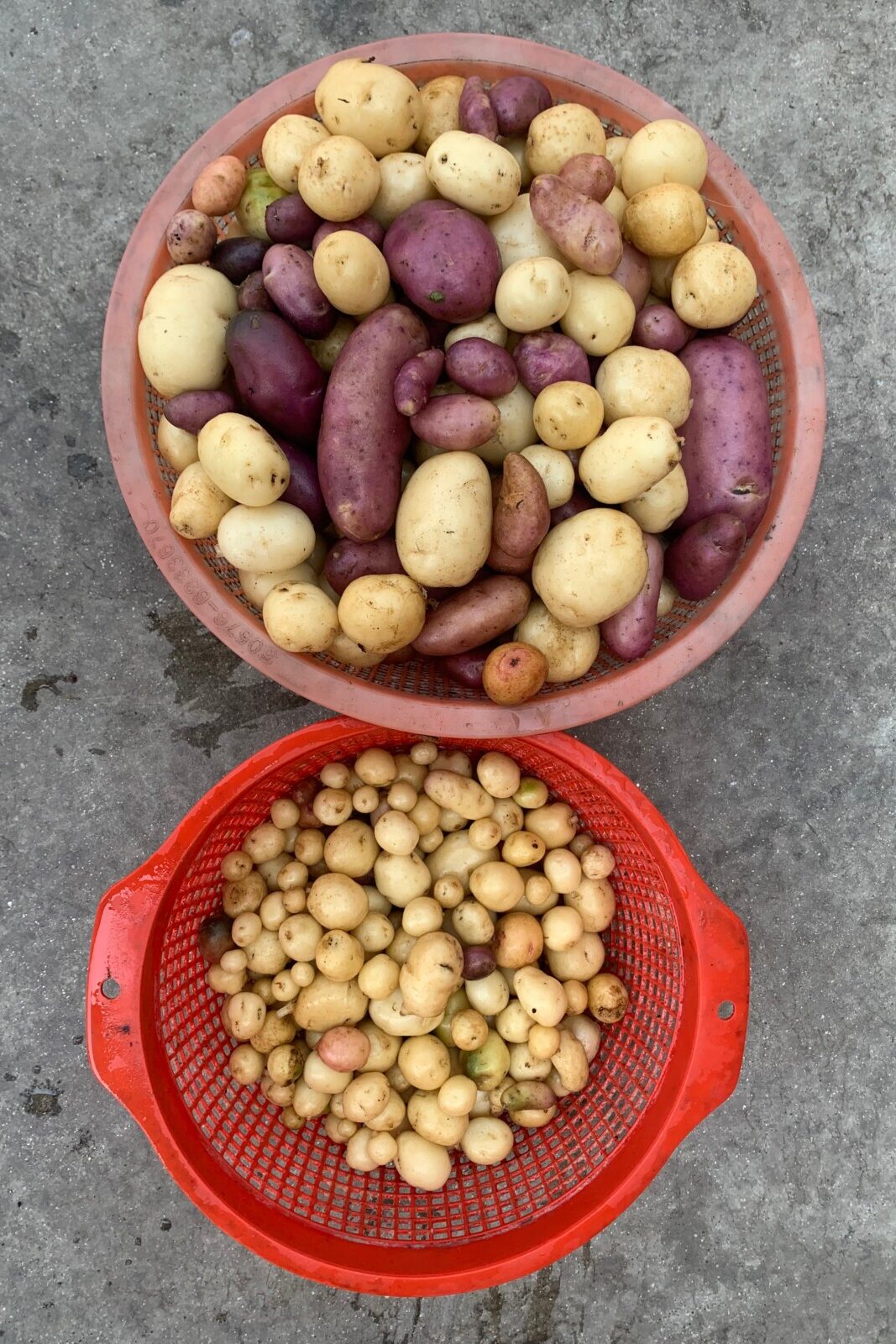 Fingerling potatoes in baskets
