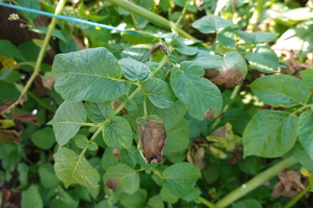 Brown potato leaves with blight