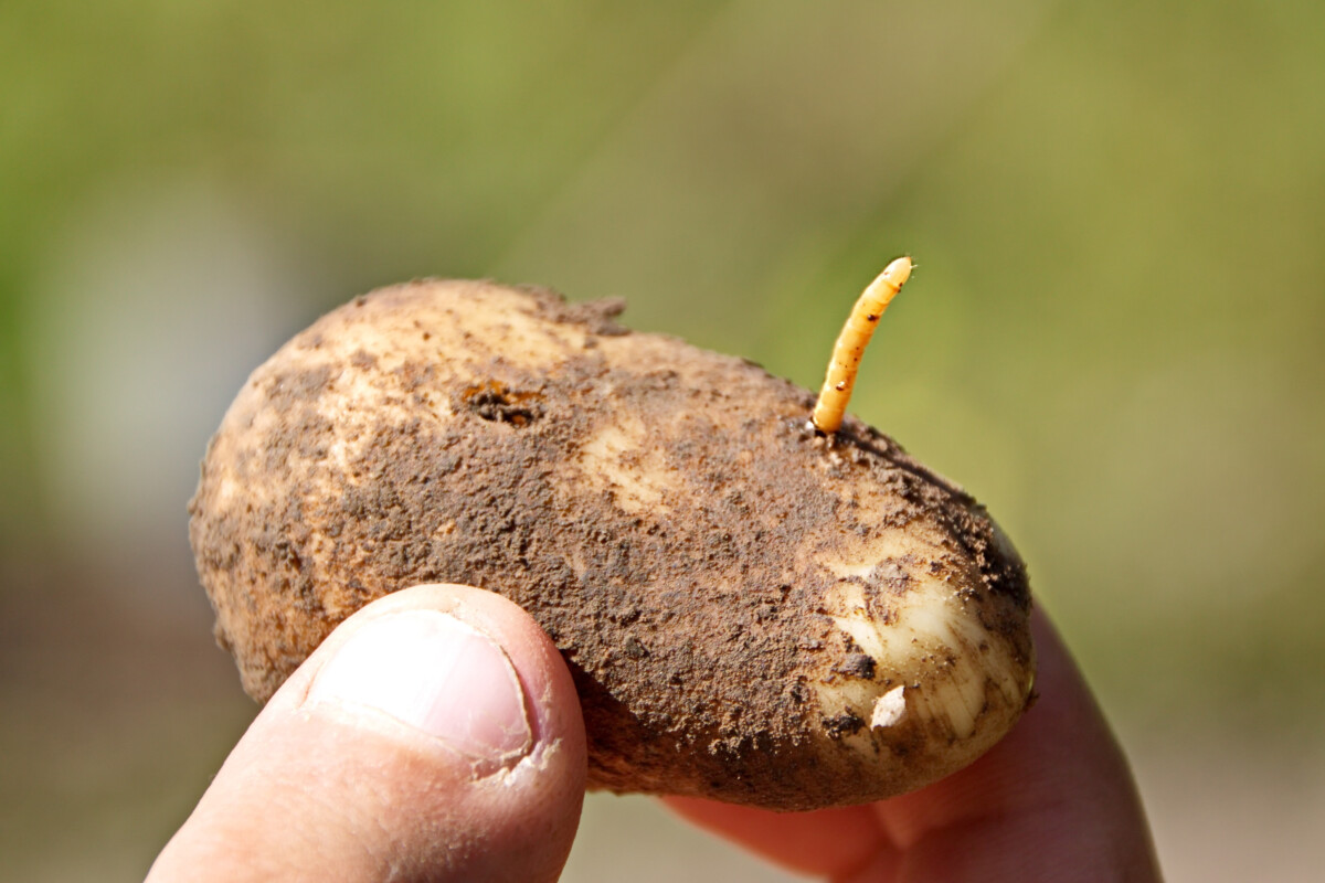 Hand holding a potato with a wireworm sticking out of it. 