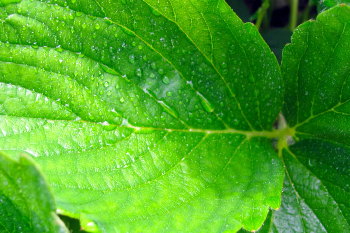 Leaf with droplets of water on it