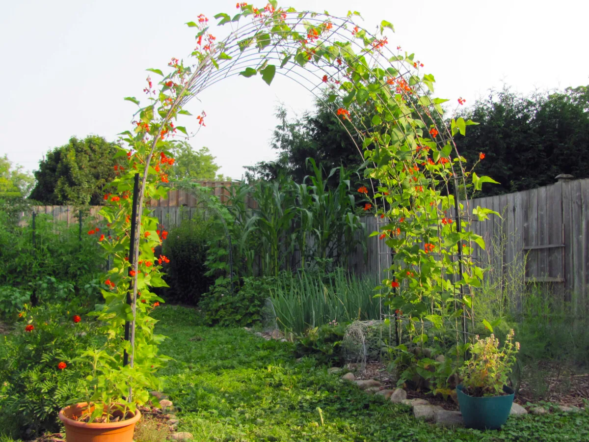 Beans growing over a trellis