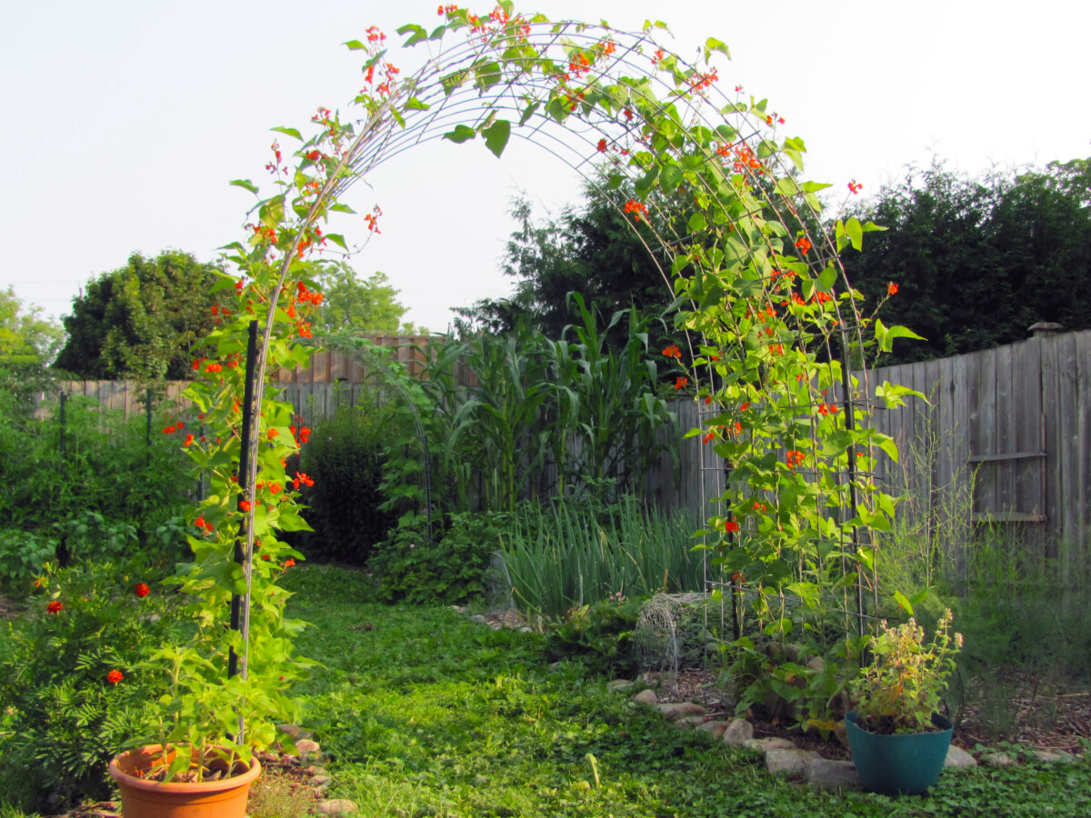 Beautiful trellis covered in scarlet runner beans.