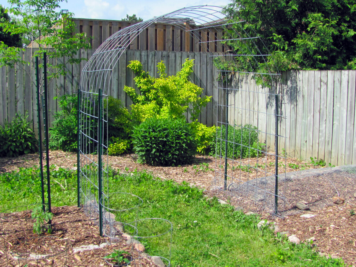 Bare trellis made with stakes and cattle panels