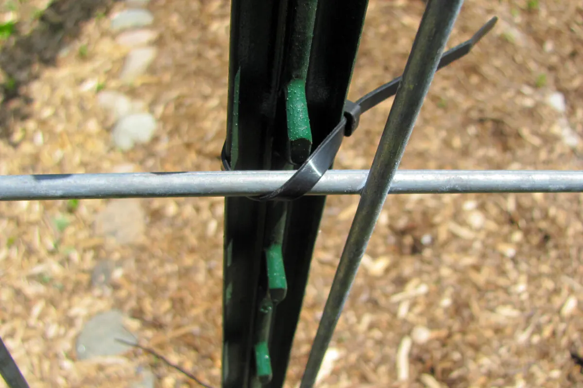 Close up of zip tie on trellis