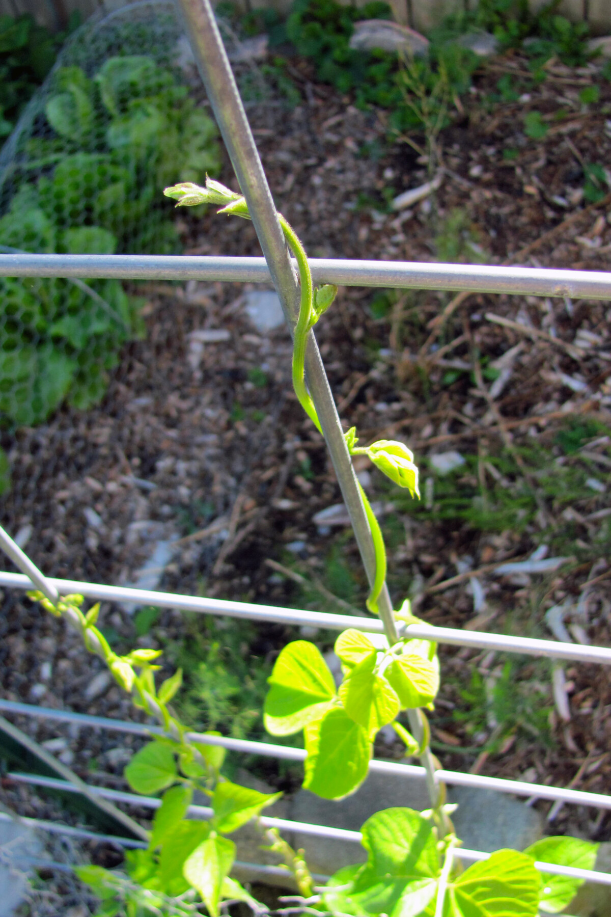 Bean runner growing up trellis