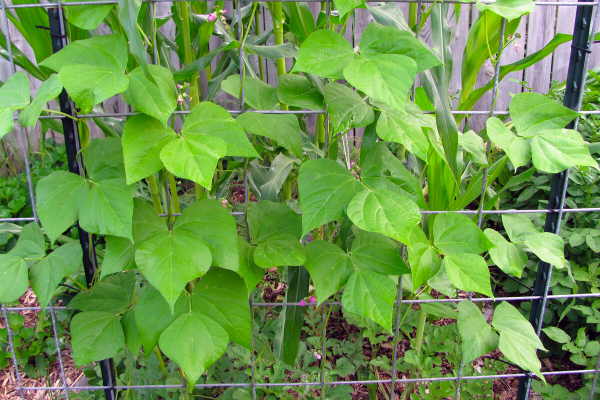 Beans and corn growing up a trellis