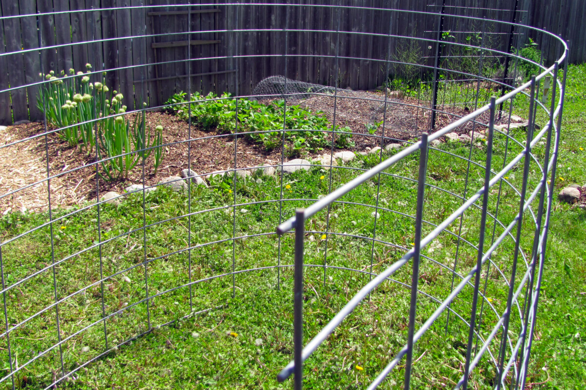 Bent cattle panels