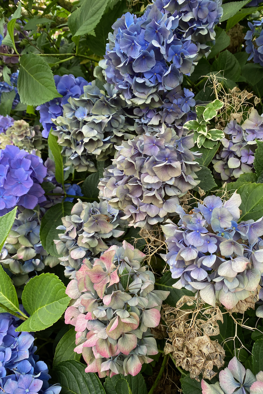 Blue hydrangeas fading and drying