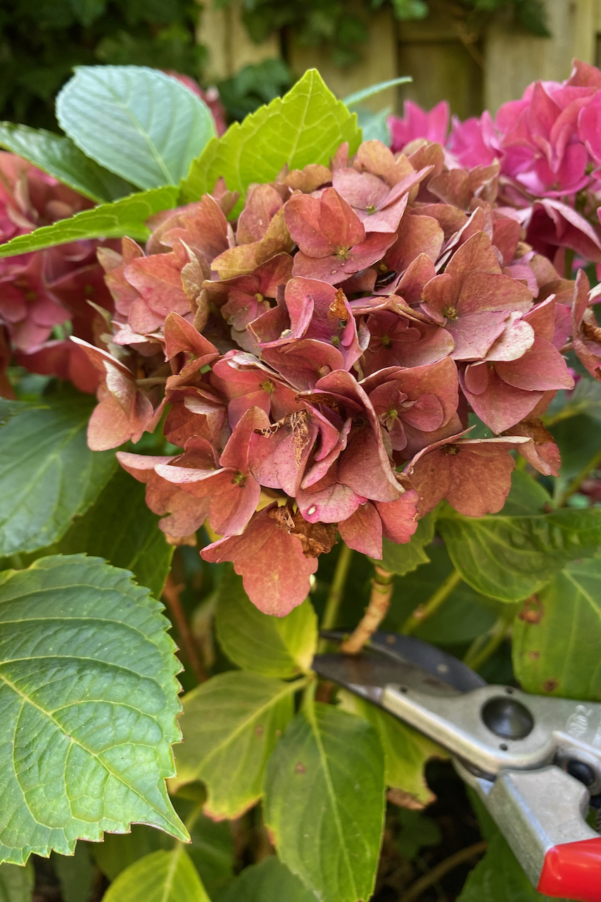 Hand pruners cutting a spent hydrangea