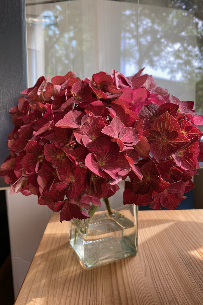 Hydrangea drying in a vase