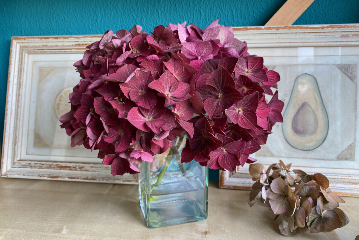 cut hydrangea drying in a vase