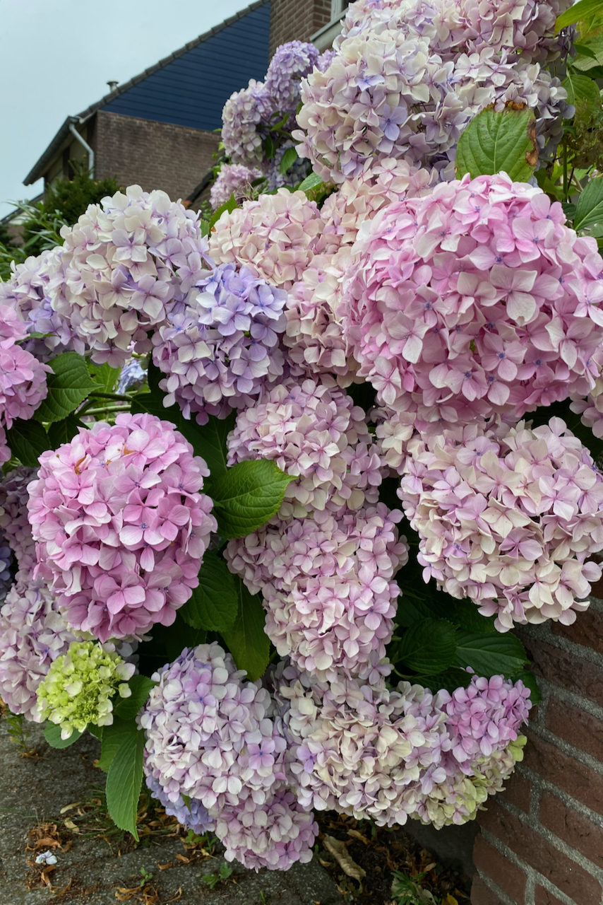 Pink hydrangeas