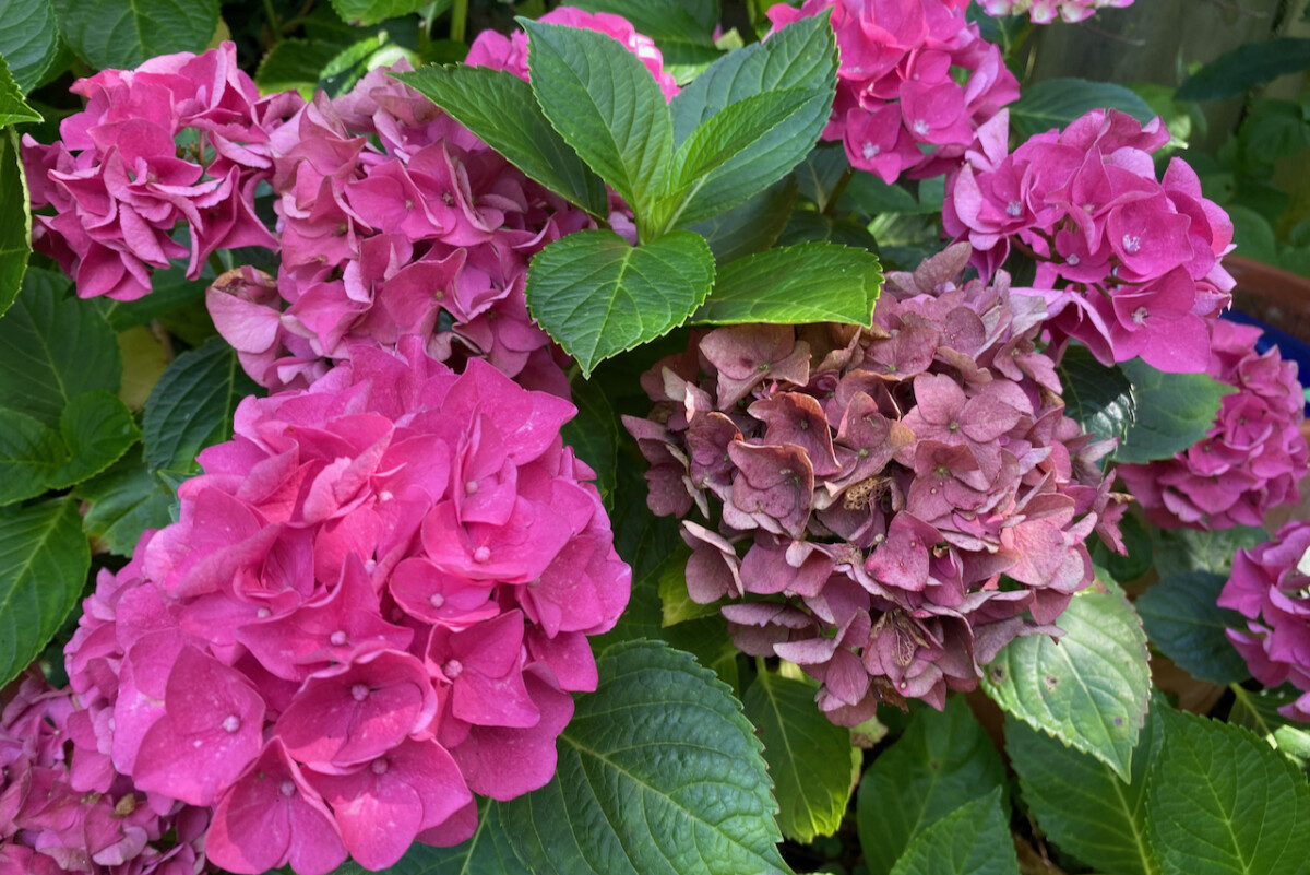 Pink hydrangeas, some still full, some drying