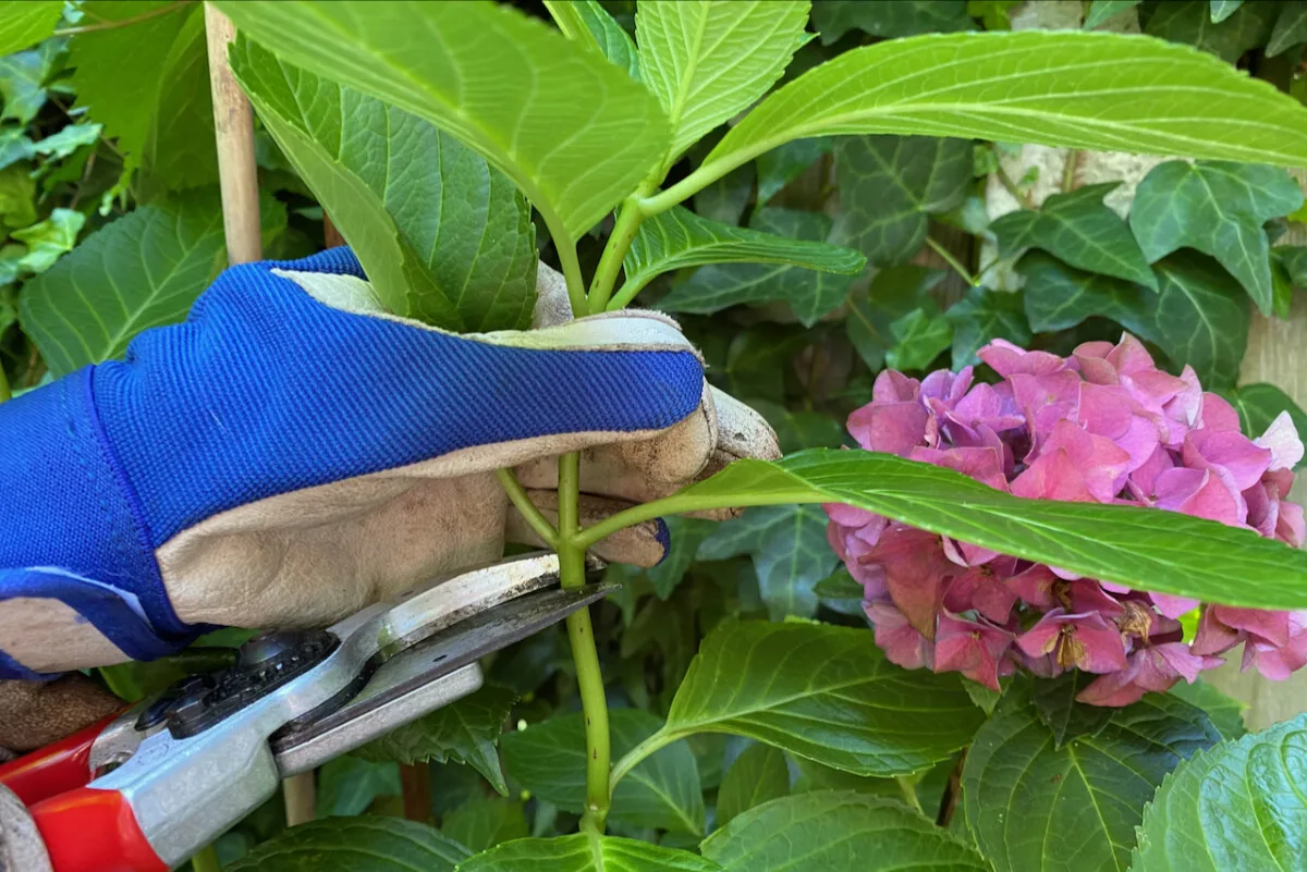 Gloved hand taking a soft wood cutting from a hydrangea