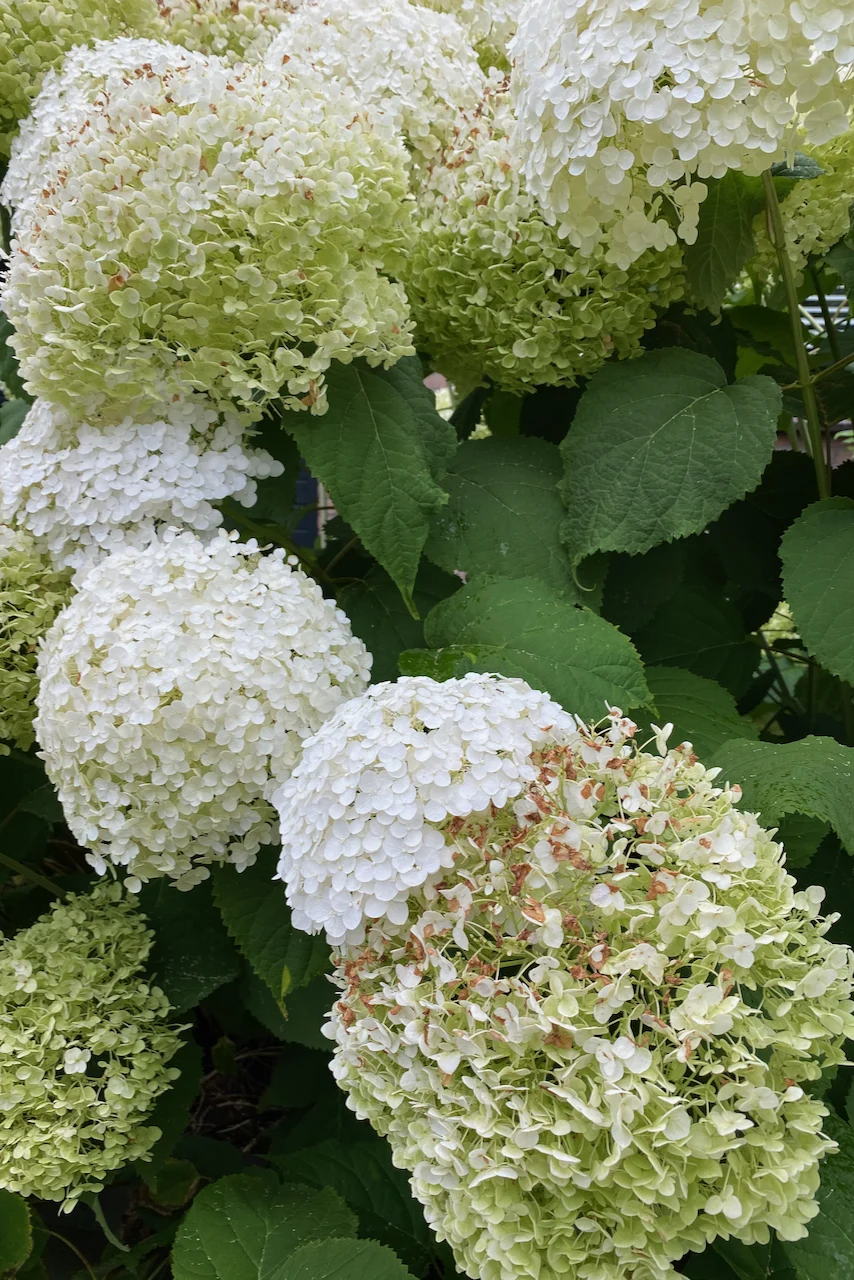 White hydrangeas drying