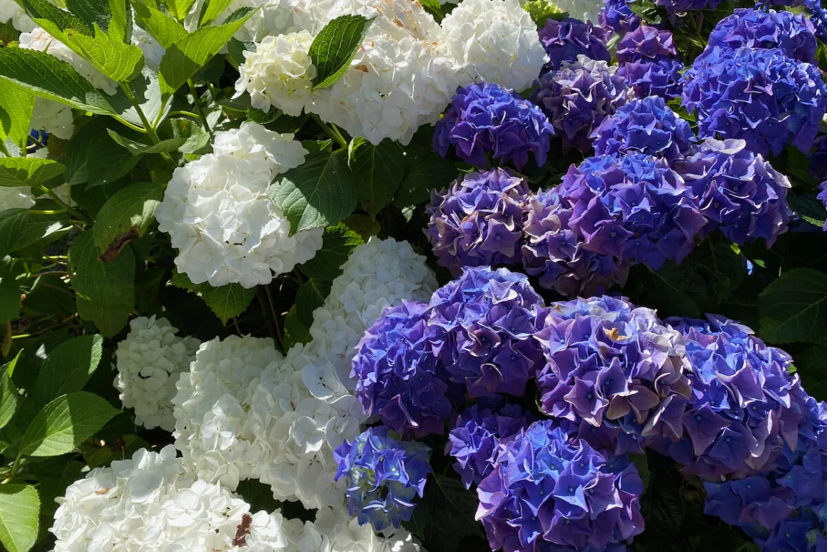 White and blue hydrangeas